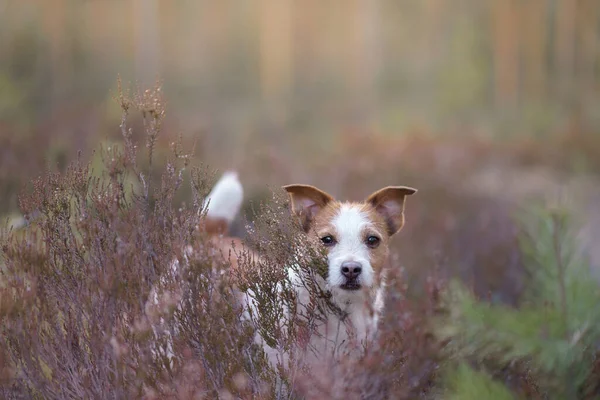 Hund Den Farben Der Heide Jack Russell Terrier Wald Lugt — Stockfoto