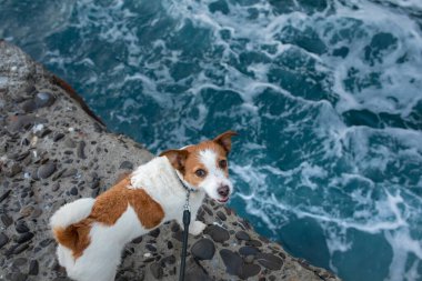 dog on the sea. Jack Russell Terrier stands on a stone and looks at the water. Italy, promenade, beach clipart
