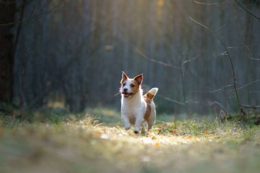 Ormandaki köpek. Jack Russell Teriyeri koş, atla, aktif Evcil Hayvan 