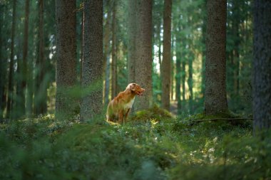 Ormandaki köpek. Nova Scotia Ördek Çalıyor Gün ışığında