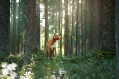 Ormandaki köpek. Nova Scotia Ördek Çalıyor Gün ışığında