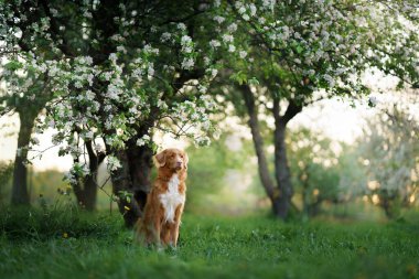 Köpek elma ağaçlarının yanında. Nova Scotia Ördek Çalıyor İlkbaharda çiçeklerin orada