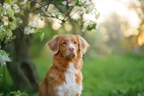Hund Nära Äppelträd Nova Scotia Duck Tolling Retriever Våren Vid — Stockfoto