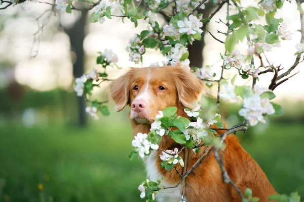 Hund Nära Äppelträd Nova Scotia Duck Tolling Retriever Våren Vid — Stockfoto