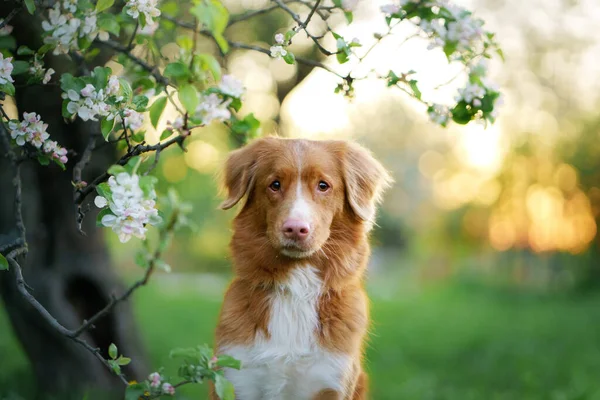 Perro Cerca Manzanos Nova Scotia Pato Tolling Retriever Primavera Las — Foto de Stock