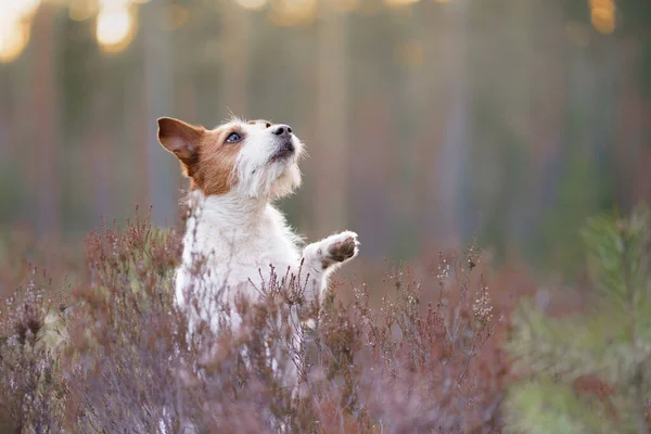 Cão Nas Cores Urze Jack Russell Terrier Floresta Foto Alta — Fotografia de Stock