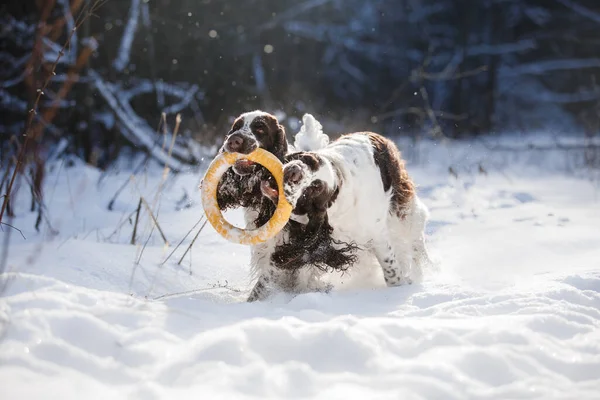 Δύο Σκυλιά Χειμώνα Στο Χιόνι Springer Spaniel Παίζει Στη Φύση — Φωτογραφία Αρχείου