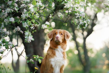 Elma ağaçlarındaki köpek. Nova Scotia Duck Tolling Retriever çiçeklerin yanında. Doğada evcil hayvan