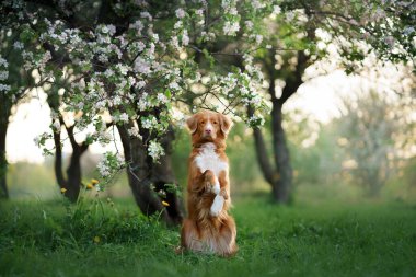 Elma ağaçlarındaki köpek. Nova Scotia Duck Tolling Retriever çiçeklerin yanında. Doğada evcil hayvan