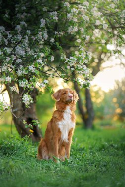 Elma ağaçlarındaki köpek. Nova Scotia Duck Tolling Retriever çiçeklerin yanında. Doğada evcil hayvan