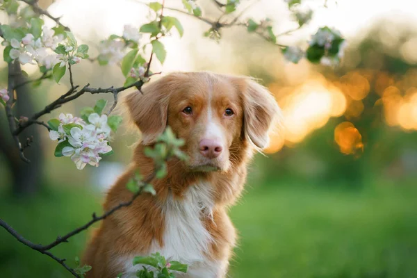 Pes Jabloní Nova Scotia Duck Tolling Retriever Parku Poblíž Květin — Stock fotografie