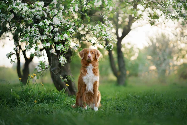 Hund Den Apfelbäumen Nova Scotia Duck Tolling Retriever Park Neben — Stockfoto