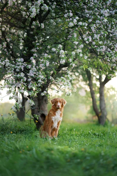 Dog Apple Trees Nova Scotia Duck Tolling Retriever Park Flowers — Stock Photo, Image