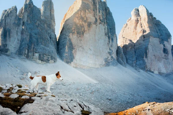 Dog Mountains Tracking Hiking Pet Brave Jack Russell Terrier Top — Stock Photo, Image