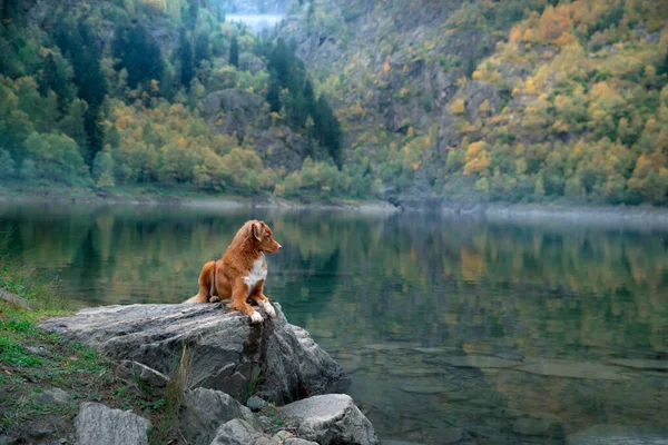 秋に山の湖の石の上に犬 ペットと一緒に旅行する レッドノバスコシアダックトロールレトリバー自然を背景に — ストック写真