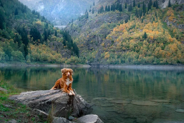 秋に山の湖の石の上に犬 ペットと一緒に旅行する レッドノバスコシアダックトロールレトリバー自然を背景に — ストック写真