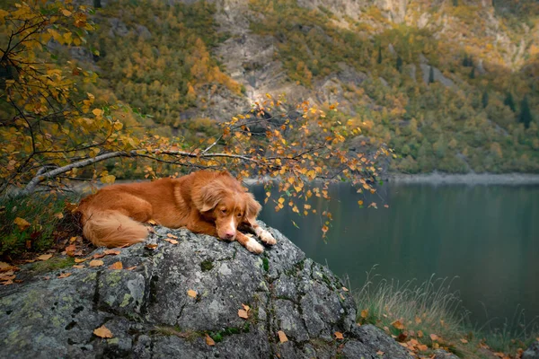 Cão Uma Pedra Lago Montanha Outono Viajar Com Animal Estimação — Fotografia de Stock