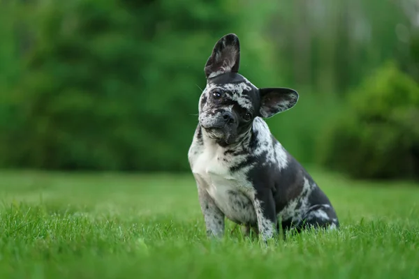 Marble French Bulldog. Rare color of the dog. puppy on the grass. pet outdoors