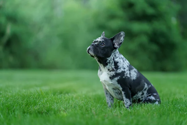 Marmurowy francuski buldog. Rzadki kolor psa. szczeniak na trawie — Zdjęcie stockowe