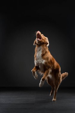 Köpek atlayışı. Komik namlu ağızlıklı çoban köpeği. Geniş açı. Siyah üzerine evcil hayvan