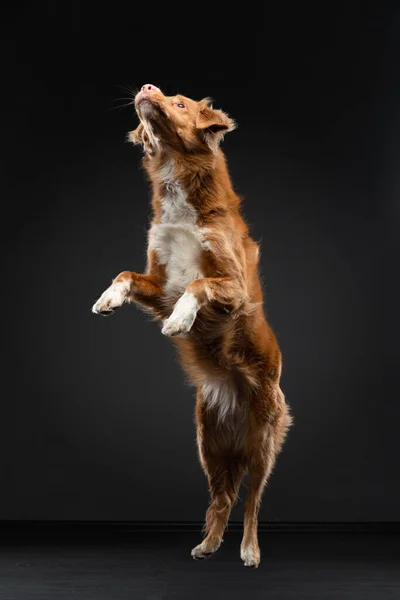 Dog jumping. Funny muzzle border collie. Wide angle. Pet on black — Stock Photo, Image