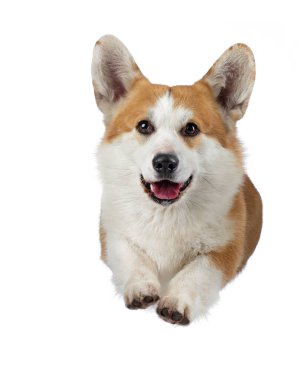 Beyaz arka planda bir köpeğin portresi. Galli Corgi Pembroke. Stüdyoda evcil hayvan. 