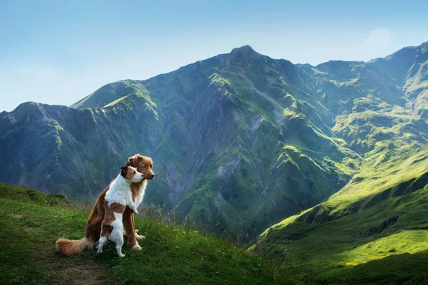 Dos perros en viaje. Vista a la montaña. paisaje con una mascota — Foto de Stock