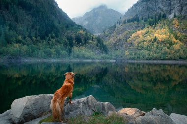 Dağ gölündeki bir taşın üzerindeki köpek. Sonbahar havası. Nova Scotia Ördek Tolling Retriever doğa arka planında
