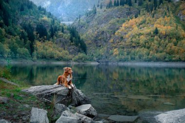 Dağ gölündeki bir taşın üzerindeki köpek. Sonbahar havası. Nova Scotia Ördek Tolling Retriever doğa arka planında