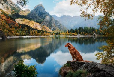 Dağ gölündeki bir taşın üzerindeki köpek. Sonbahar havası. Nova Scotia Ördek Tolling Retriever doğa arka planında