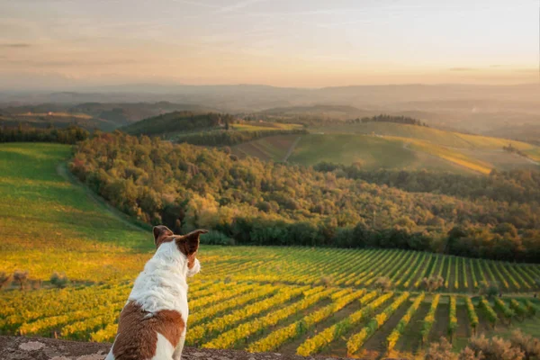 Ταξιδιωτικό σκυλί. Jack Russell Terrier εξετάζει το τοπίο στην Τοσκάνη. — Φωτογραφία Αρχείου