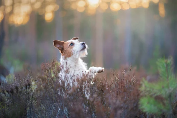 Hund Den Farben Der Heide Jack Russell Terrier Wald Guckt — Stockfoto