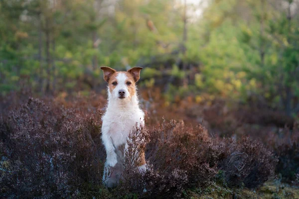 Hund Ljungens Färger Jack Russell Terrier Skogen Peeps Viftar Med — Stockfoto