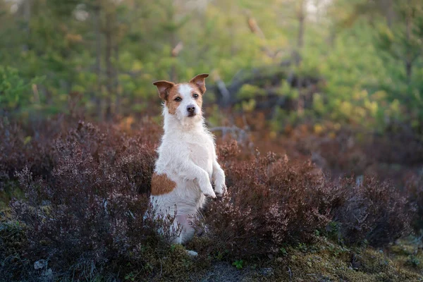 Hund Ljungens Färger Jack Russell Terrier Skogen Peeps Viftar Med — Stockfoto