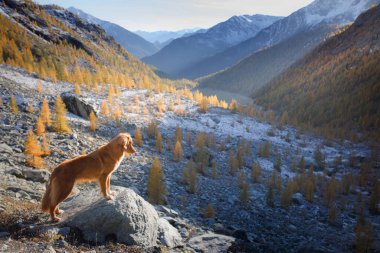 Sonbahar dağlarında bir köpek. Nova Scotia Duck Tolling Retriever gün batımında zirvede. İtalyan manzarası. Evcil bir hayvanla yürüyüş.