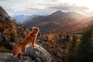 Günbatımında sonbahar dağlarında bir köpek. Dolomite Alplerinde Nova Scotia Duck Tolling Retriever. İtalyan manzarası. renk düşmesi