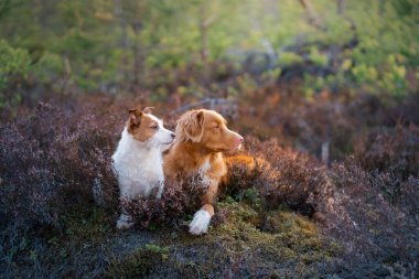 Heather Cadısı renginde iki köpek. Jack Russell Terrier ve Nova Scotia Duck Tolling Retriever ormanda., 