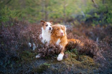 Heather Cadısı renginde iki köpek. Jack Russell Terrier ve Nova Scotia Duck Tolling Retriever ormanda., 