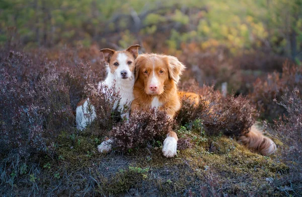 Zwei Hunde Den Farben Der Heidekrautflecken Jack Russell Terrier Und — Stockfoto