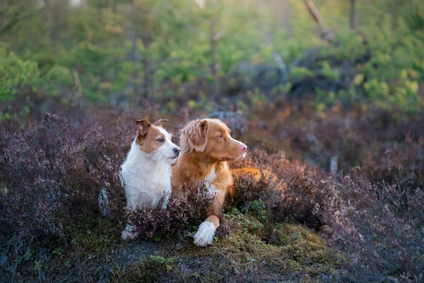 Two Dogs Colors Heather Hags Jack Russell Terrier Nova Scotia — Stock Photo, Image