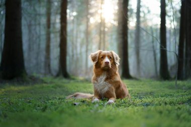 Ormandaki köpek patilerini kütüğe koydu. Doğadaki Nova Scotia Duck Tolling Retriever. kırmızı biblo 