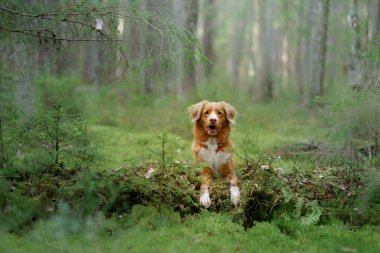 Ormandaki köpek patilerini kütüğe koydu. Doğadaki Nova Scotia Duck Tolling Retriever. kırmızı biblo 