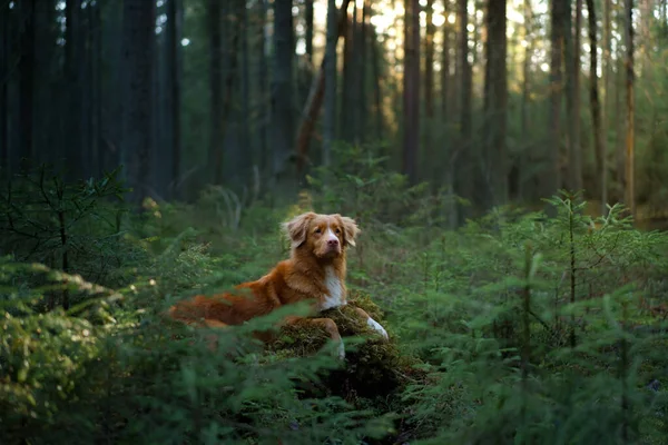 Pes Lese Položil Tlapky Kládu Nova Scotia Duck Tolling Retriever — Stock fotografie