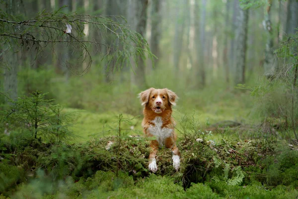 Собака Лесу Положила Лапы Бревно Новая Шотландия Дак Толлинг Ретривер — стоковое фото