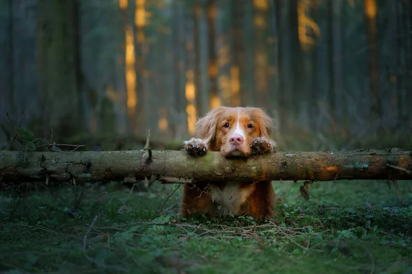 Hund Wald Legte Pfoten Auf Einen Baumstamm Nova Scotia Duck — Stockfoto