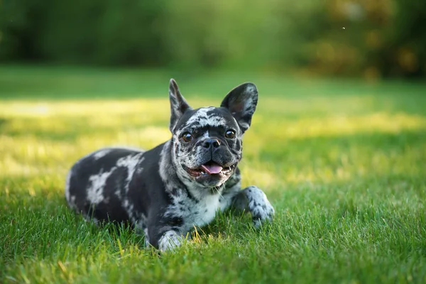 Glücklich Marmor Französische Bulldogge Seltene Farbe Des Hundes Lustige Welpen — Stockfoto