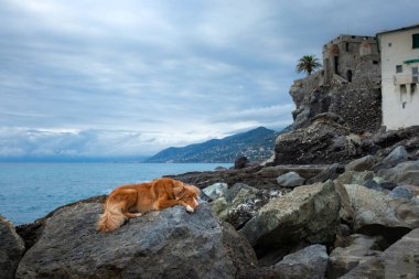 Denizdeki köpek. Nova Scotia Duck Tolling Retriever bir taşın üzerinde ve suya bakıyor. İtalya, gezinti güvertesi, sahil