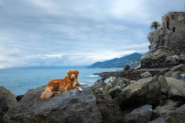 dog on the sea. Nova Scotia Duck Tolling Retriever on a stone and looks at the water. Italy, promenade, beach