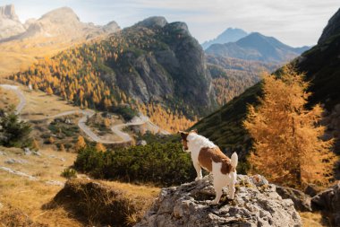 Sonbahar dağlarında bir köpek. Dolomite Alplerindeki Jack Russell Terrier. İtalyan manzarası. Evcil bir hayvanla yürüyüş.