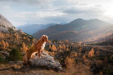 Sonbahar dağlarında bir köpek. Dolomite Alplerinde Nova Scotia Duck Tolling Retriever. İtalyan manzarası. Evcil bir hayvanla yürüyüş.
